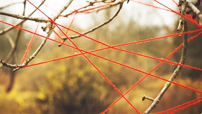 der vernetzte Wald